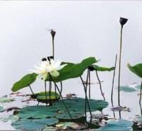 缘起缘灭