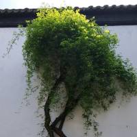 七公子2首席他总耍无赖 番外 已完结