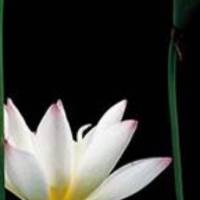 安妮宝贝《莲花》
