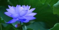 有声外贸小说蓝莲花 孙明明