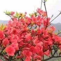 心灵鸡汤