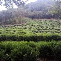 黄帝阴符经在说什么