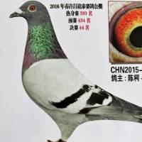 信鸽训养、管理知识