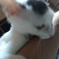 小猫卡卡
