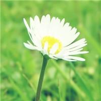 苏教版初中英语八年级上册