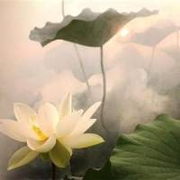 小意达的花