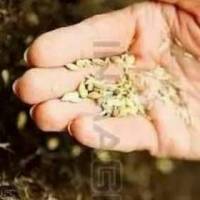 践行种子法则